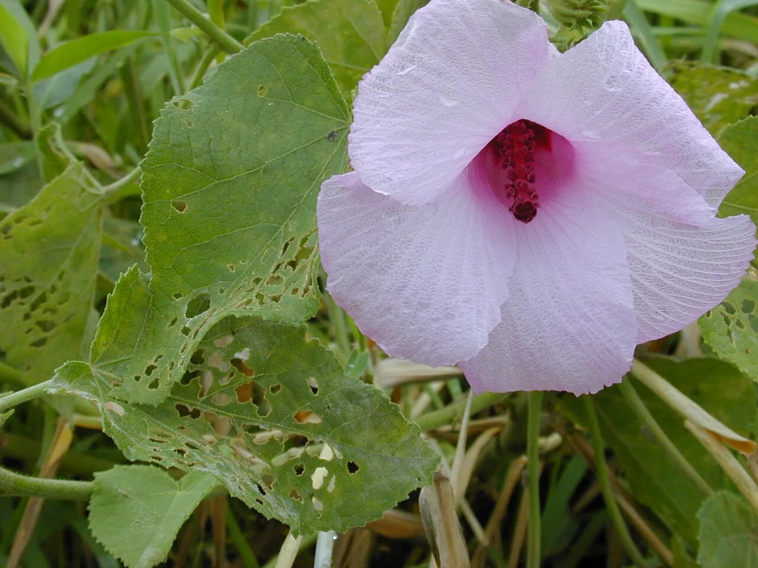 ʻAkiohala (Hibiscus furcellatus)
