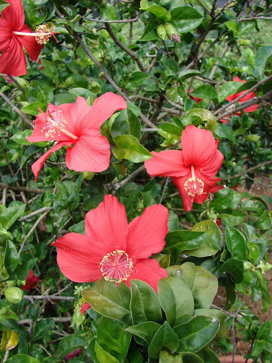Kokiʻo ʻula (Hibiscus kokio)