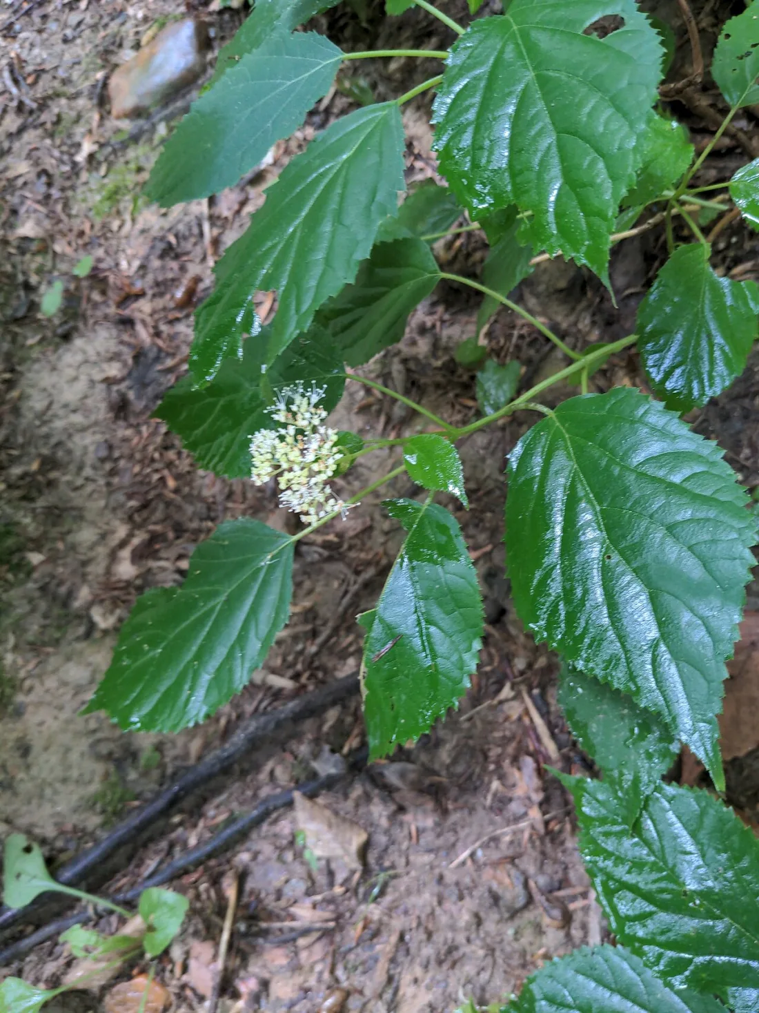 Smooth hydrangea (Hydrangea arborescens)
