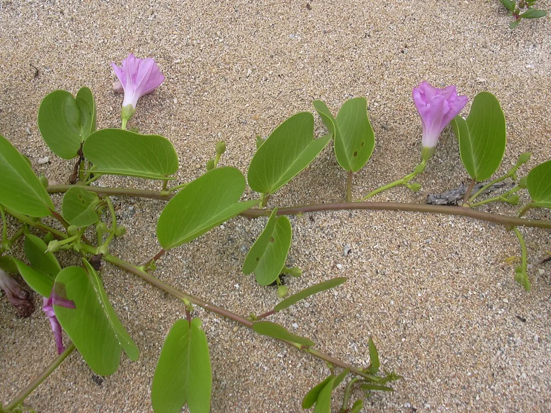 Pōhuehue (Ipomoea pes-caprae subsp. brasiliensis)