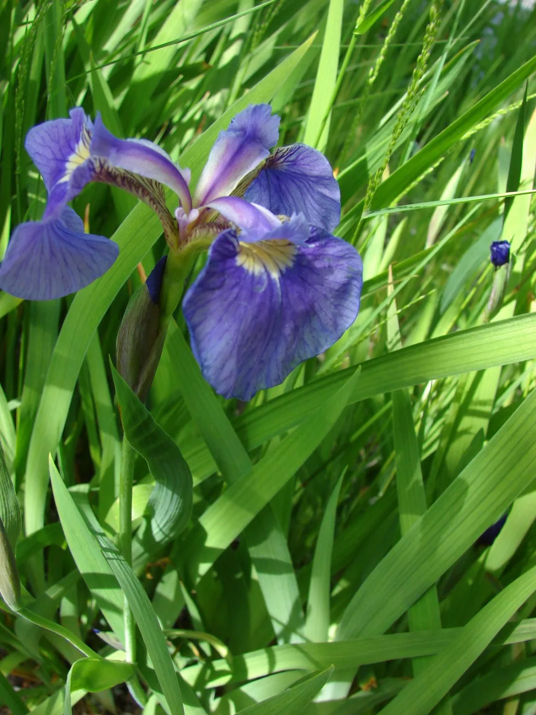 Wild iris (Iris setosa)