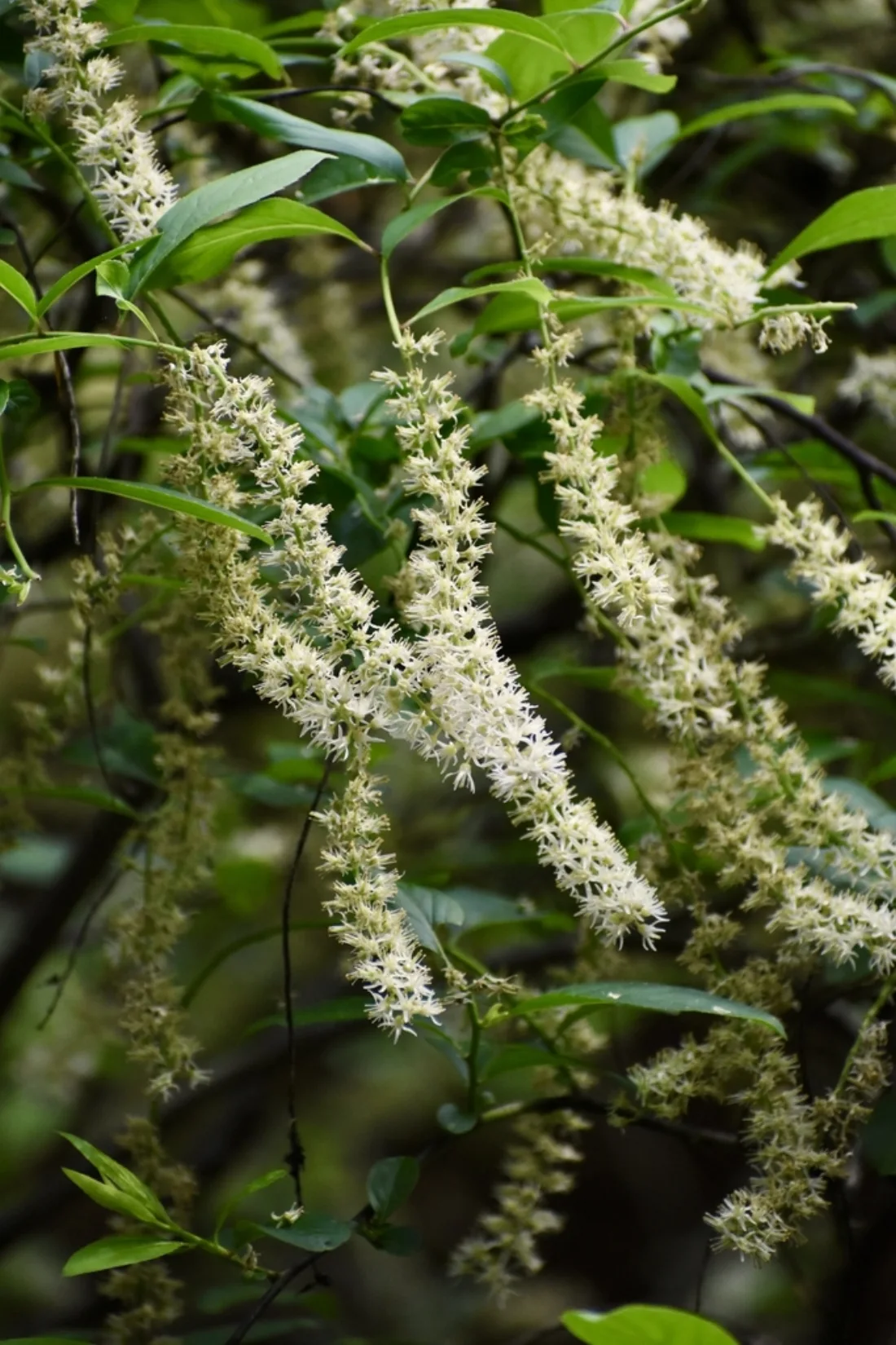 Flowers - May - Halifax Co., NC