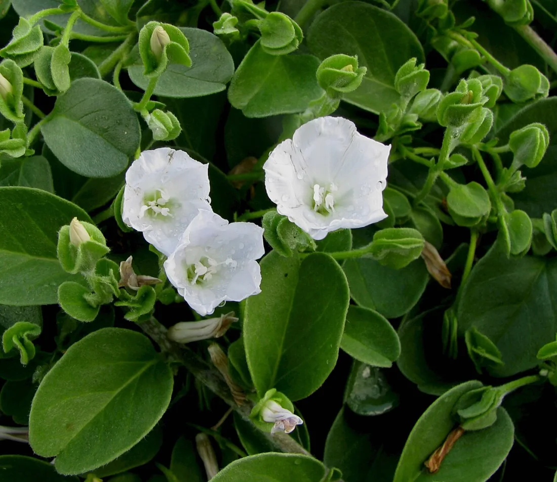 Pāʻūohiʻiaka (Jacquemontia sandwicensis)