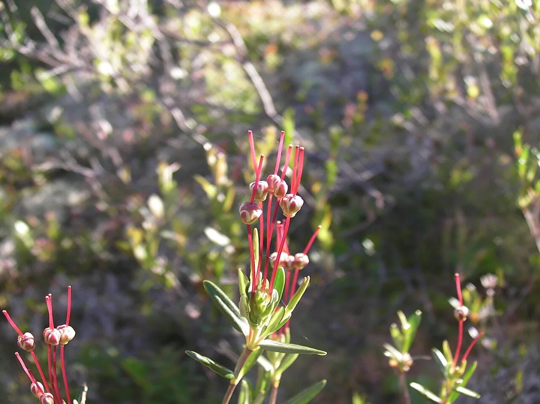 Bog laurel (Kalmia polifolia)