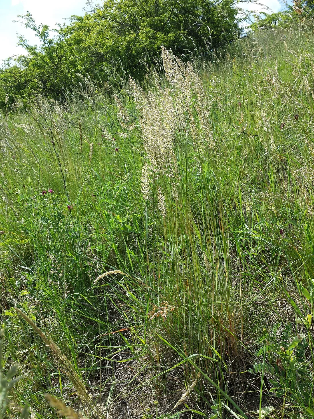 Prairie junegrass (Koeleria macrantha)