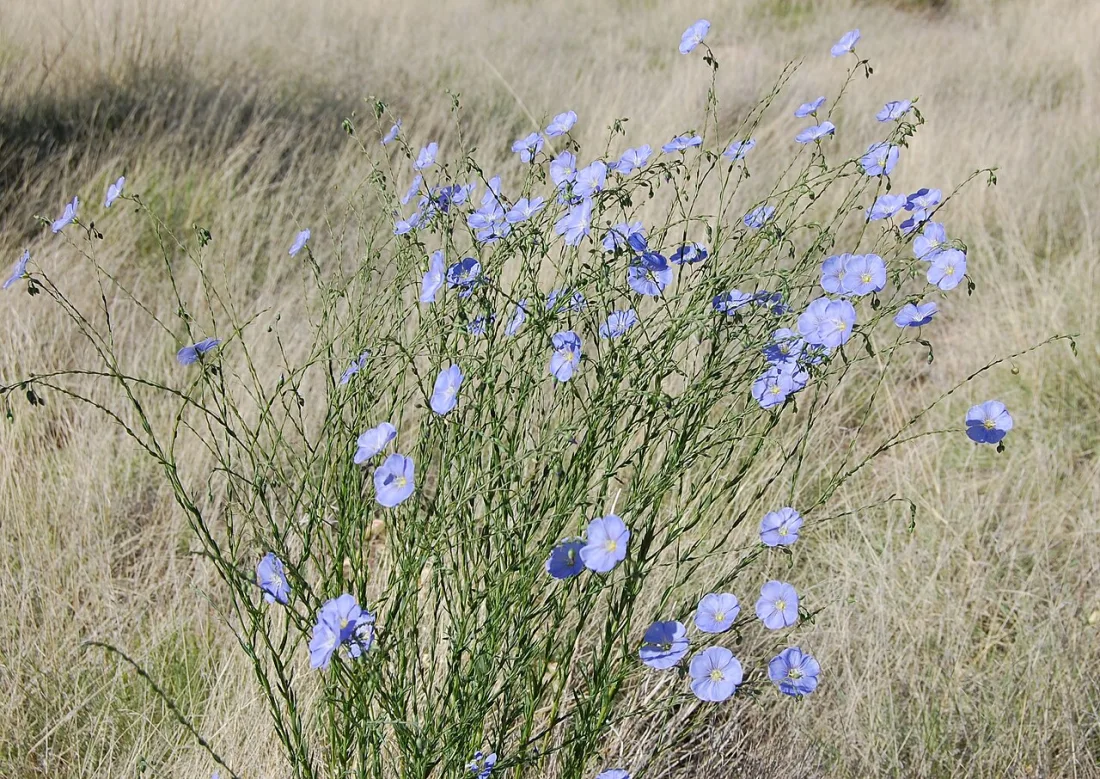 Lewis's blue flax (Linum lewisii)