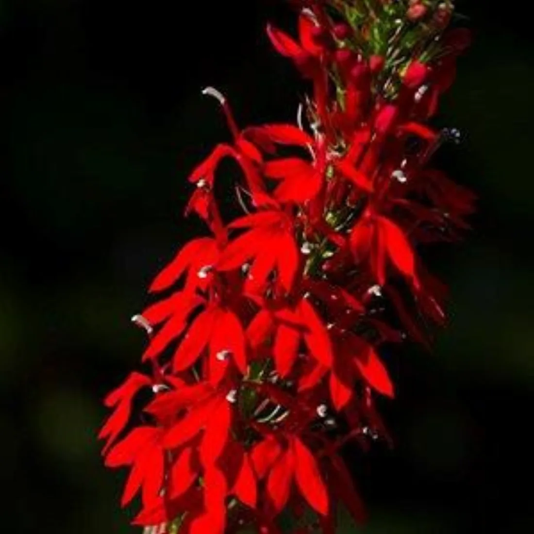 Spike of bright red flowers.