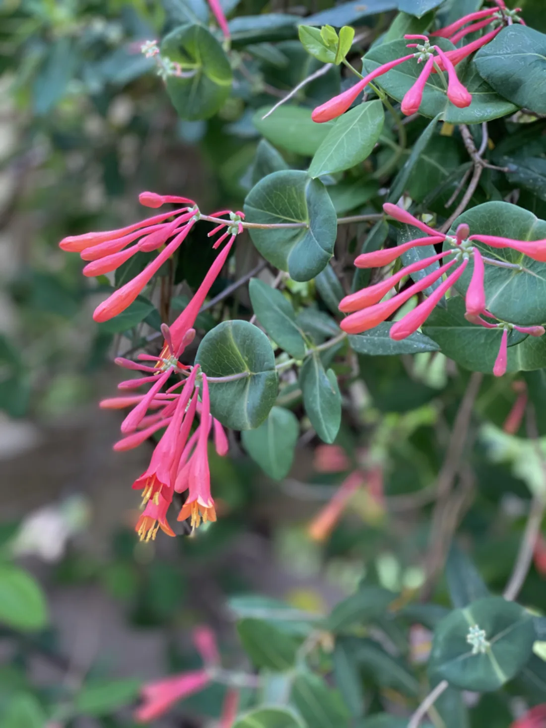 Masses of red, trumpet-shaped flowers with yellow stamens.
