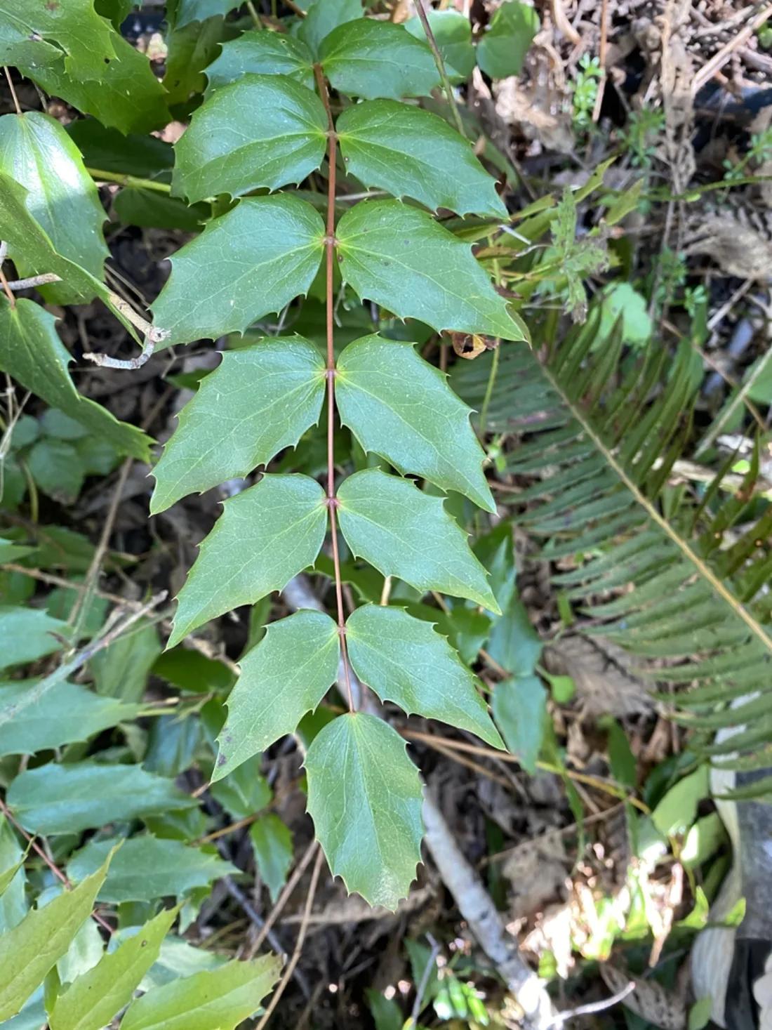 Pinnately compound leaves