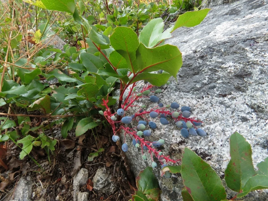 Creeping plant with blue berries.