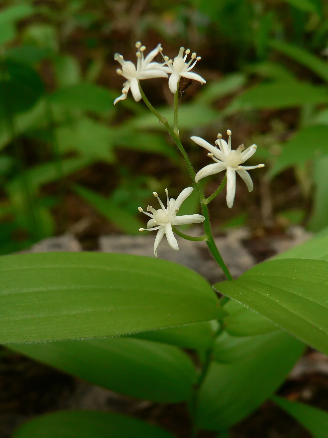 Starry Solomon's plume (Maianthemum stellatum)