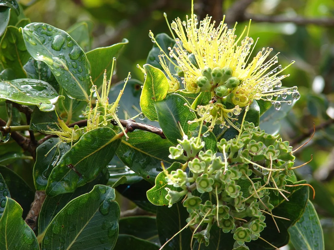 ʻŌhiʻa lehua (Metrosideros polymorpha)