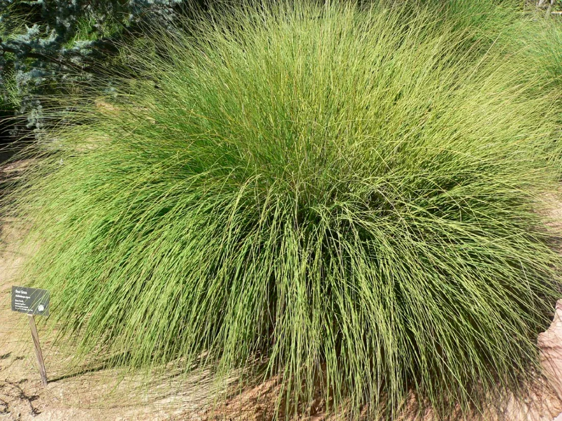 Deergrass (Muhlenbergia rigens)