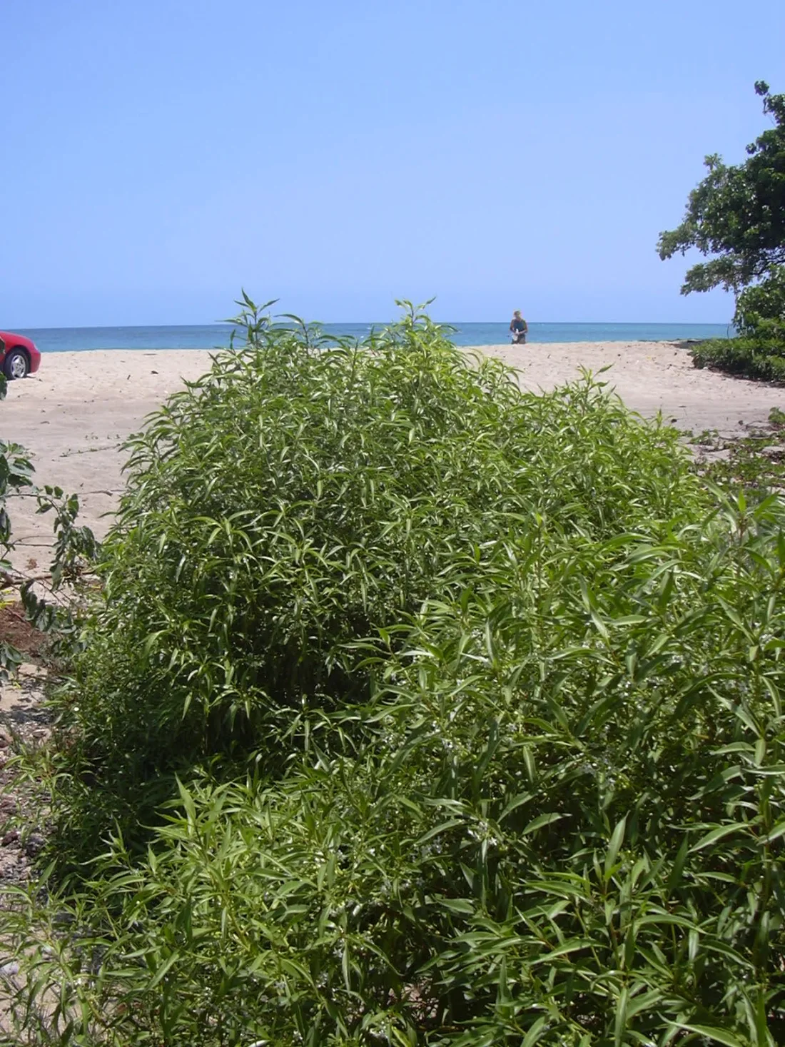 Naio (Myoporum sandwicense)