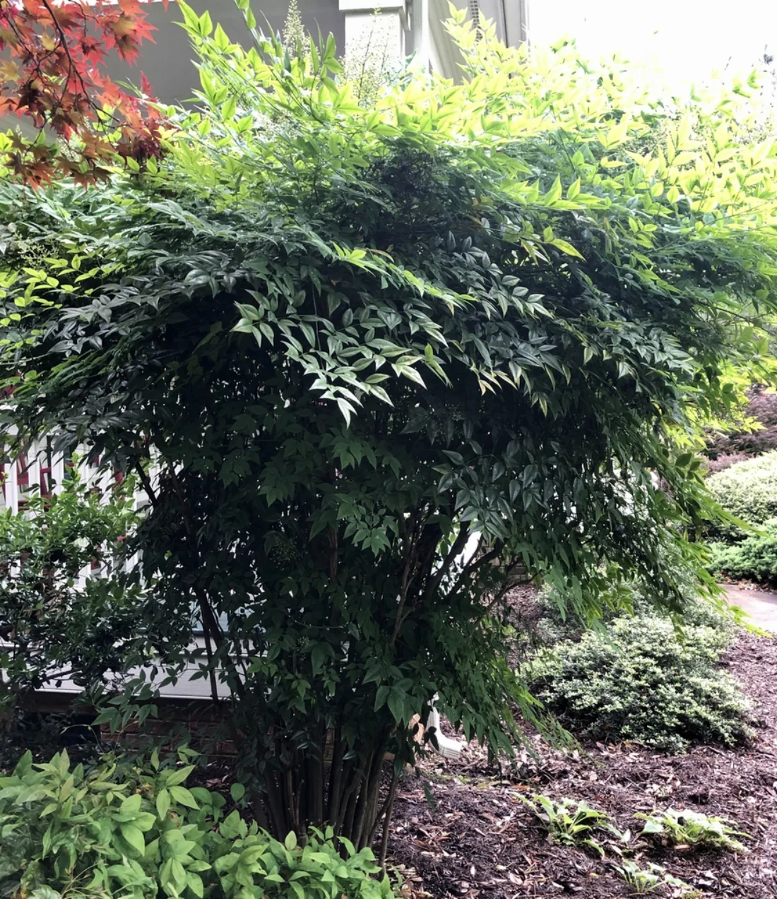 Nandina domestica