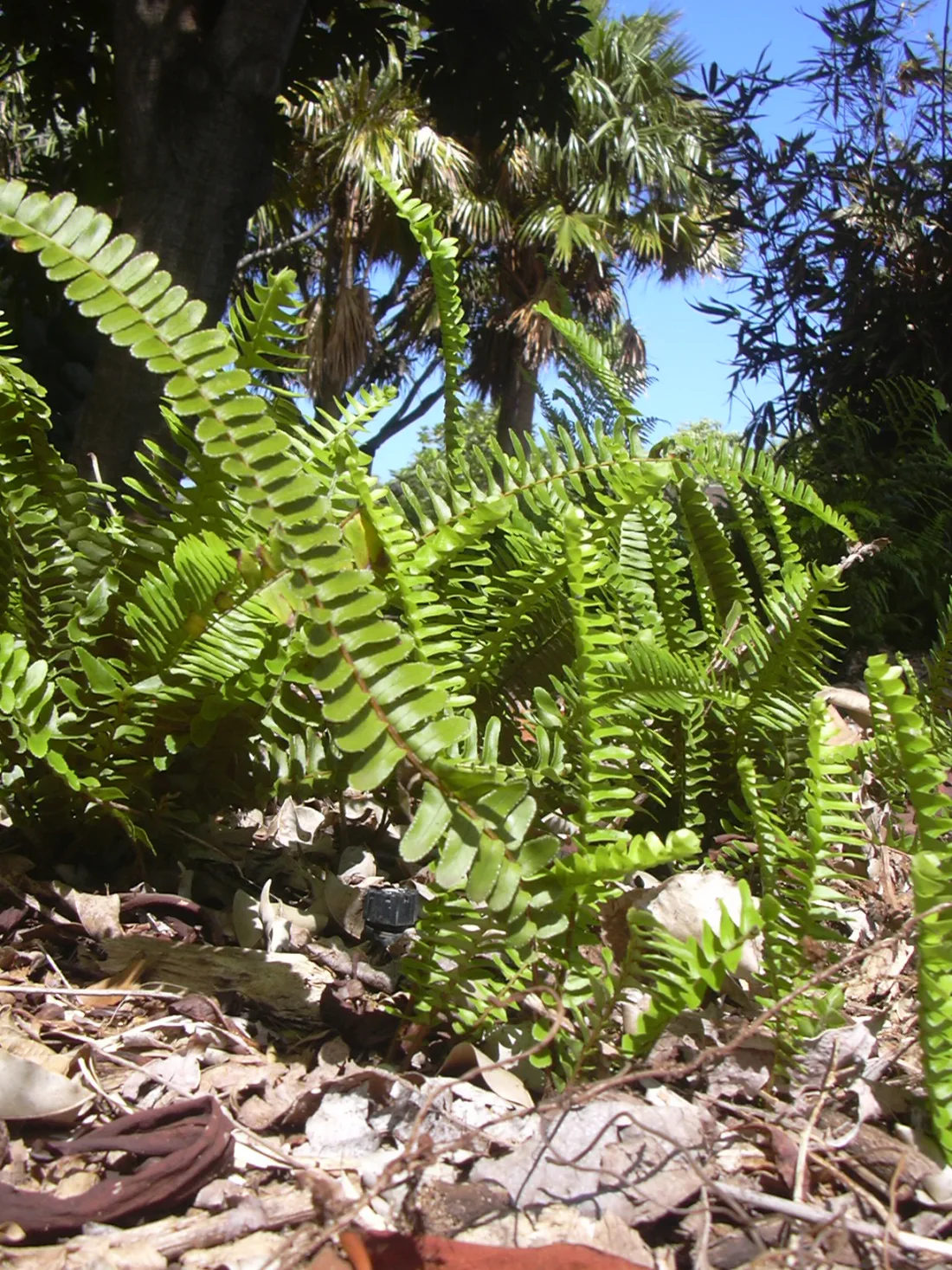 Kupukupu (Nephrolepis cordifolia)