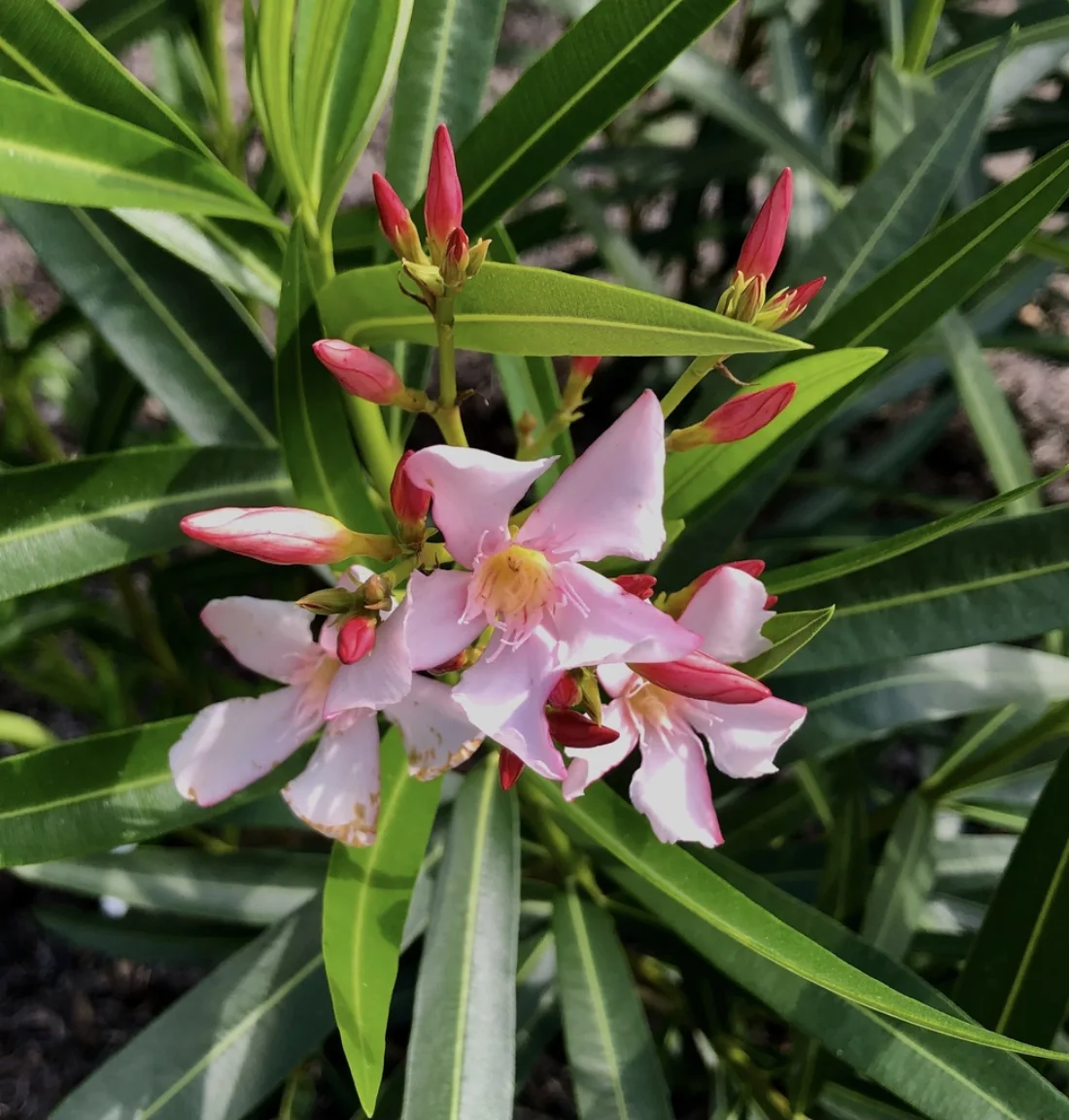 Narrow leaves & cluster of pinwheel-shaped, pink flowers