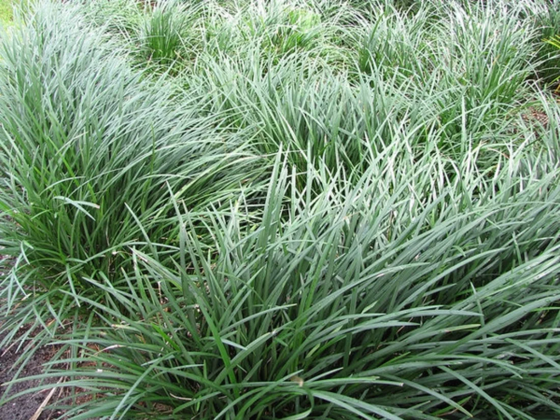 Ophiopogon japonicus