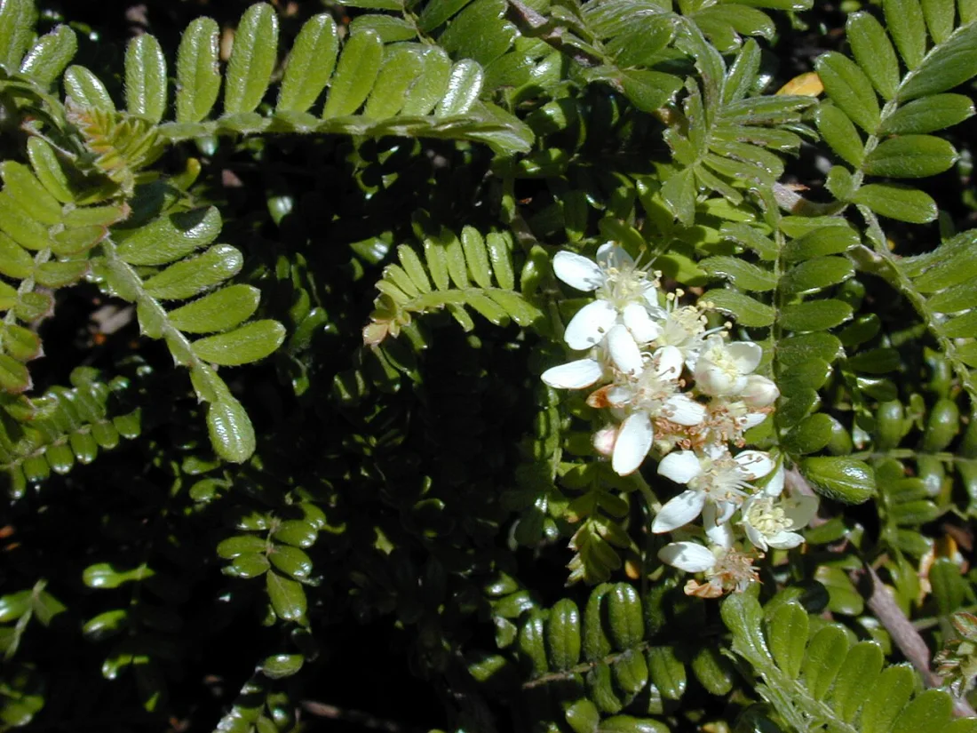 ʻŪlei (Osteomeles anthyllidifolia)