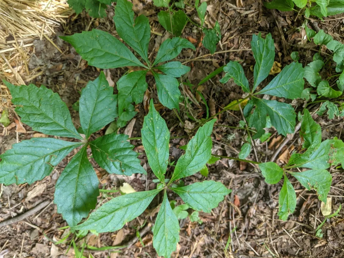 wild form - new growth