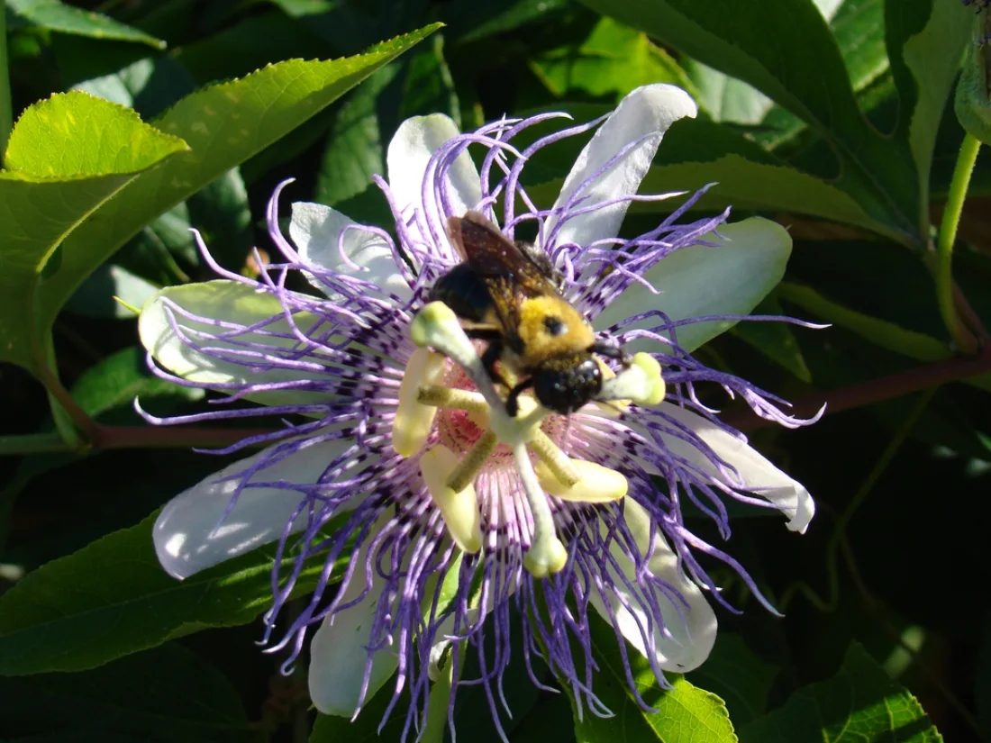 Close-up of single bluish-purple flower with spiky corona.