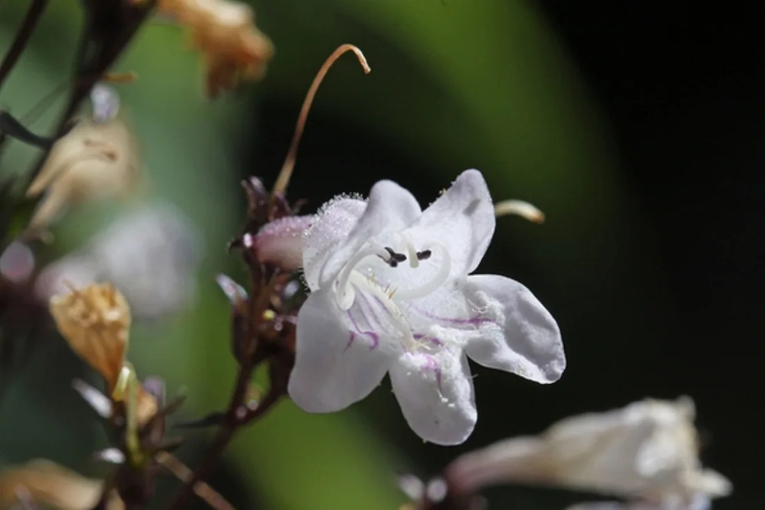 Close up of flower