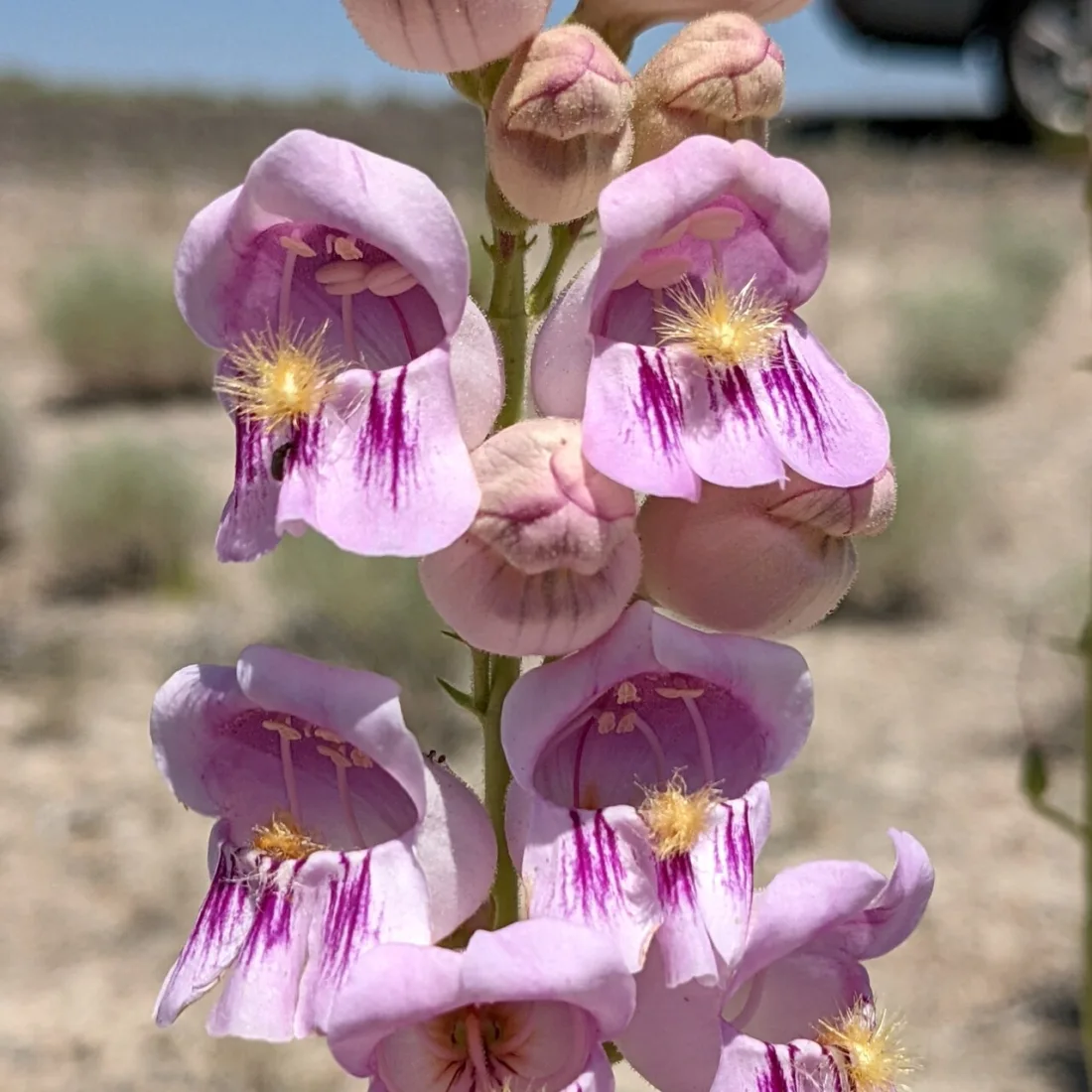 Palmer's penstemon (Penstemon palmeri)