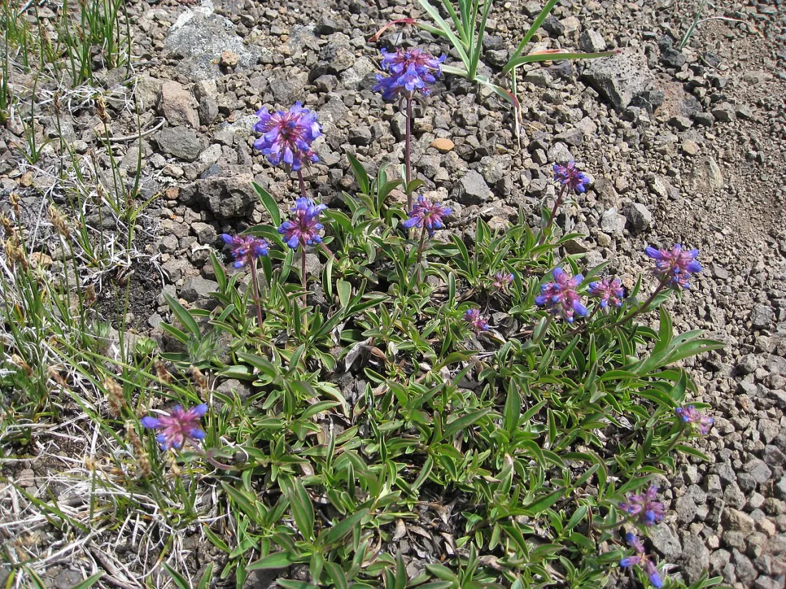 Small-flowered penstemon (Penstemon procerus)