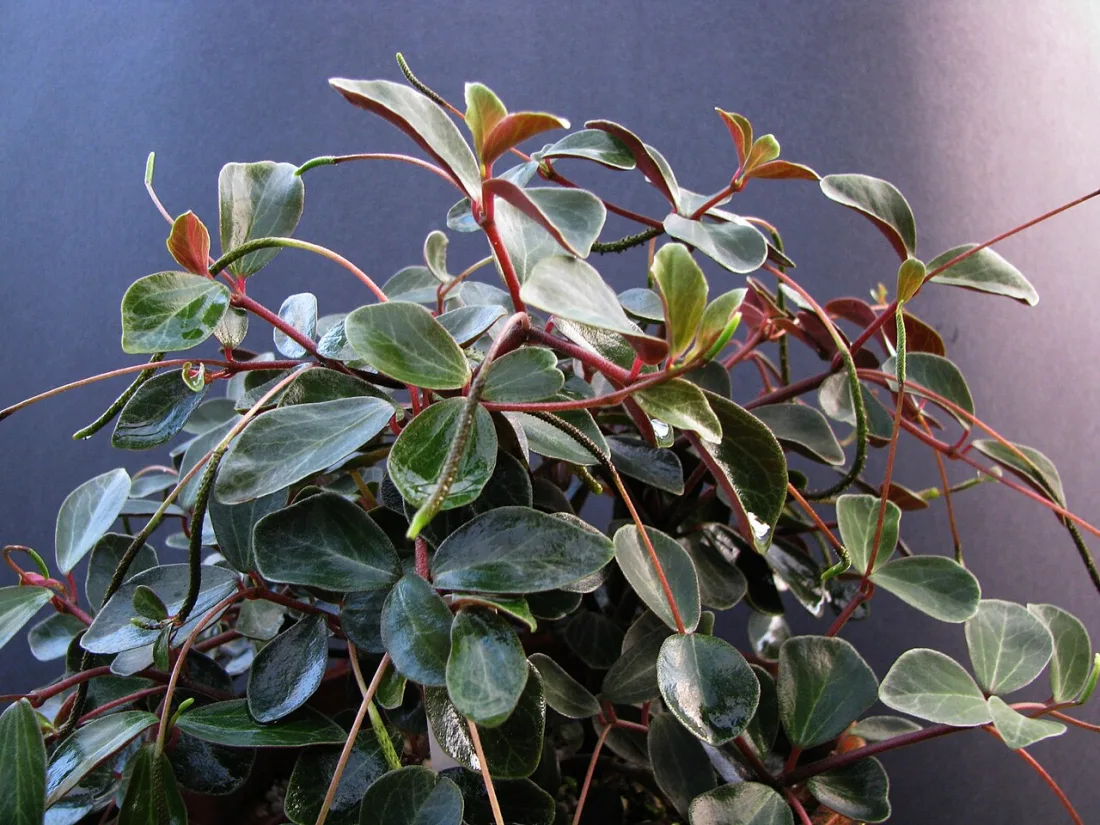 ʻAlaʻala wai nui (Peperomia sandwicensis)