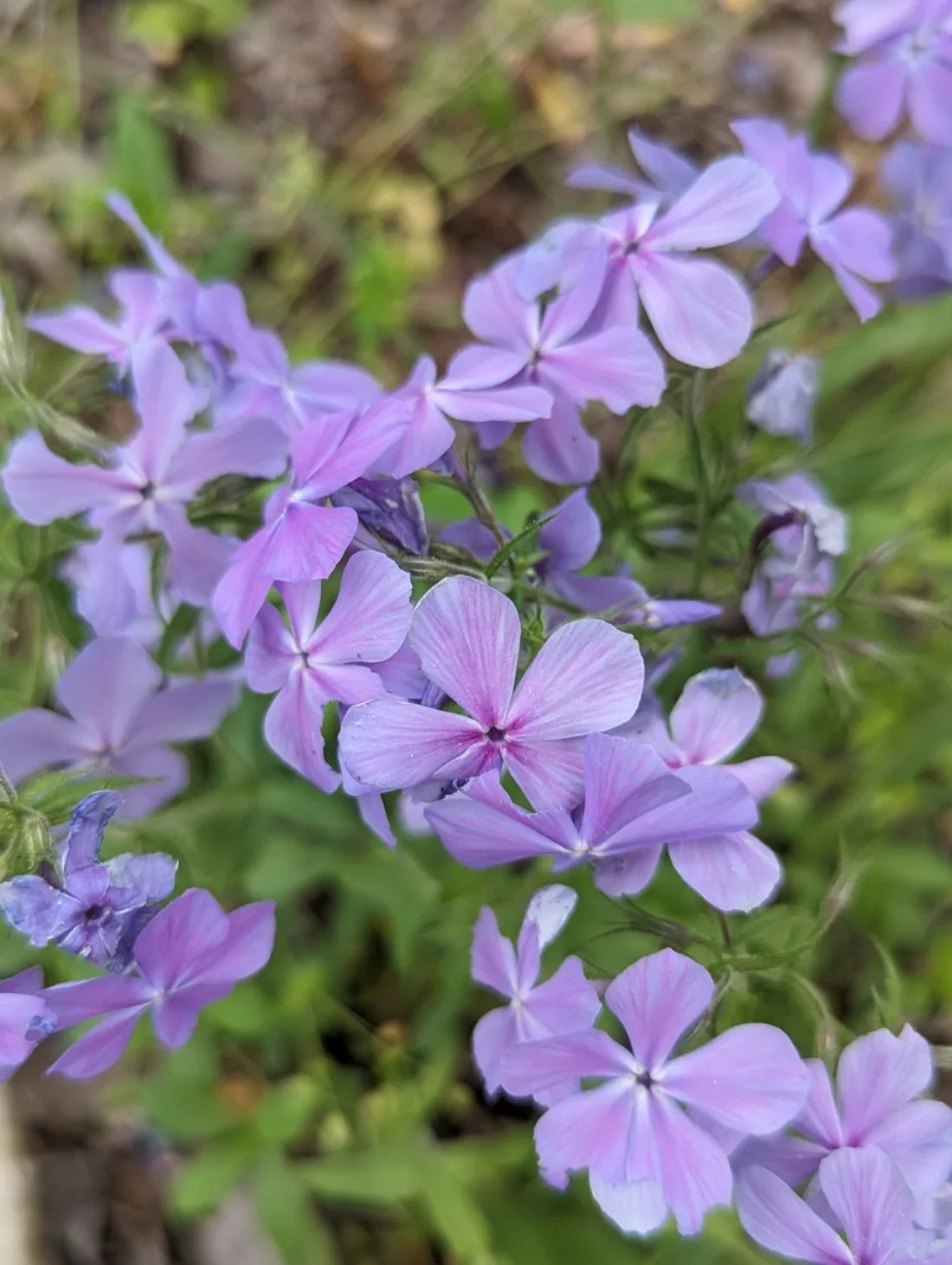 Flowers and form