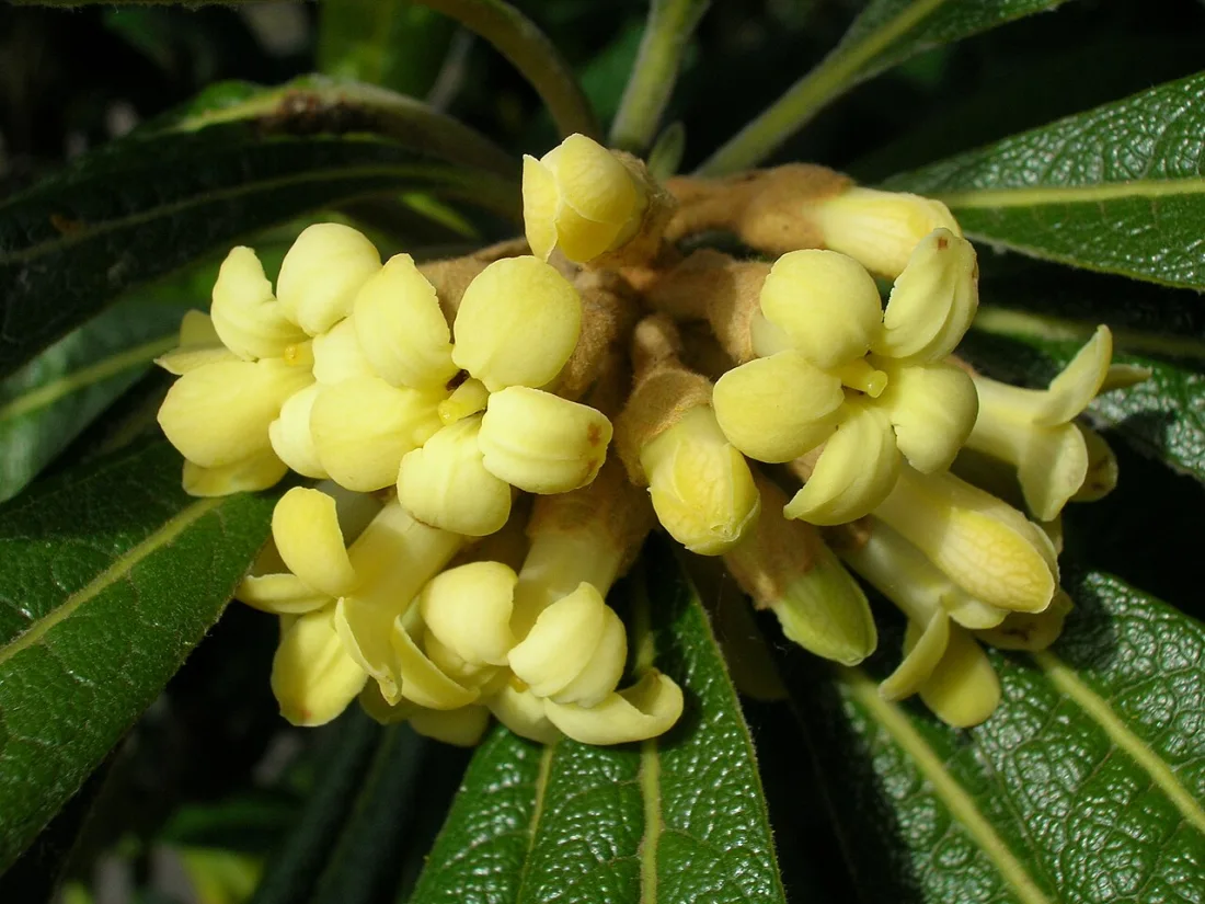 Hōʻawa (Pittosporum confertiflorum)
