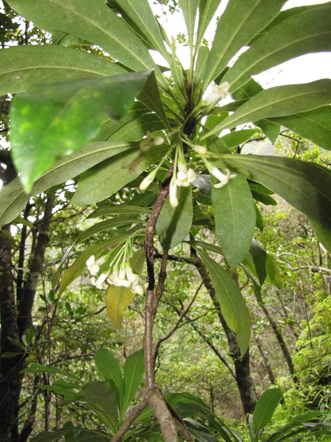 Koʻolau hōʻawa (Pittosporum glabrum)
