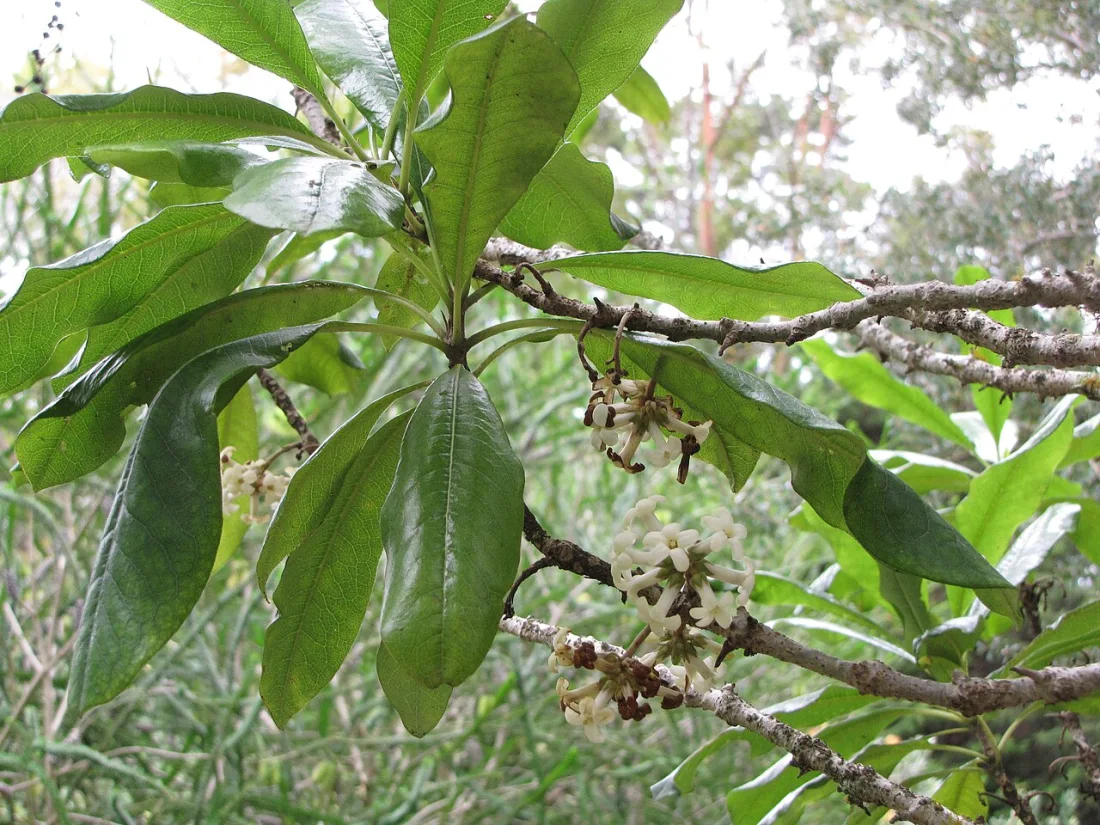 Kona hōʻawa (Pittosporum hosmeri)