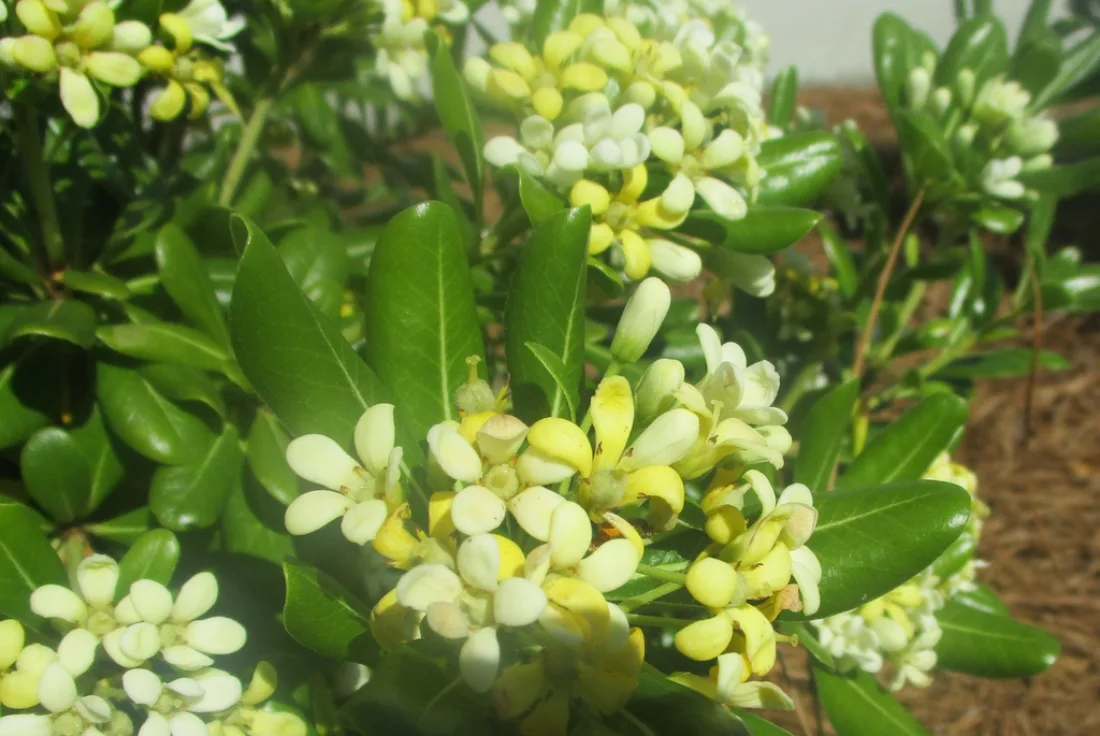 pittosporum compacta leaf and flower in Wilmington, NC