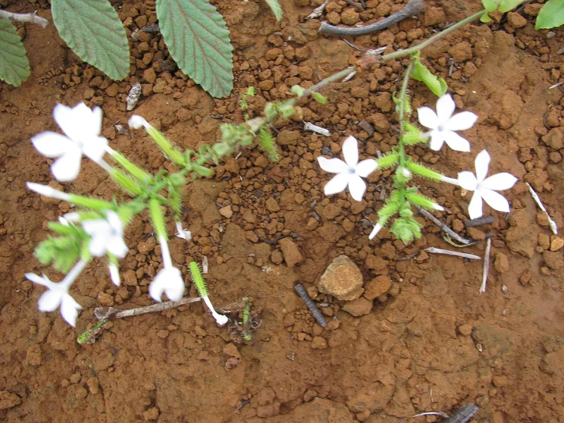ʻIlieʻe (Plumbago zeylanica)