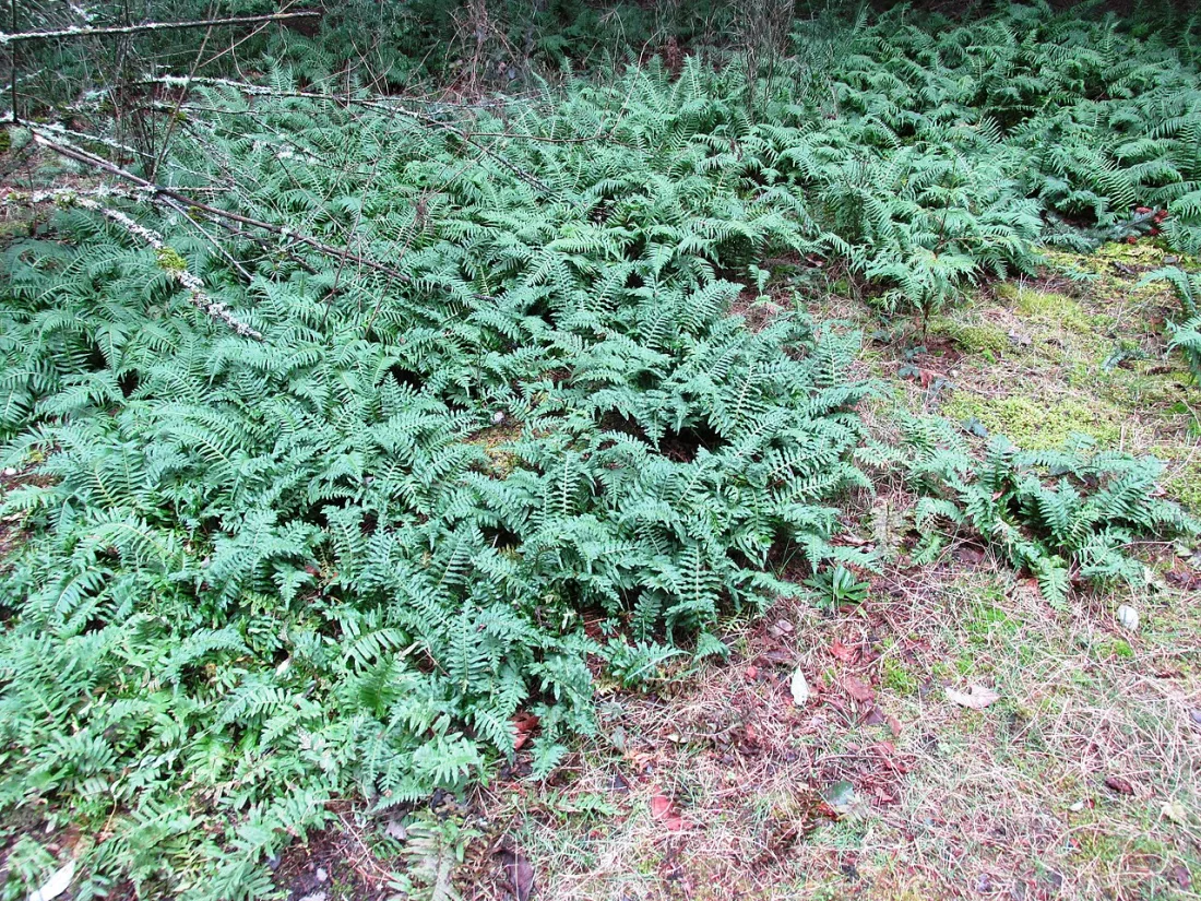Licorice fern (Polypodium glycyrrhiza)