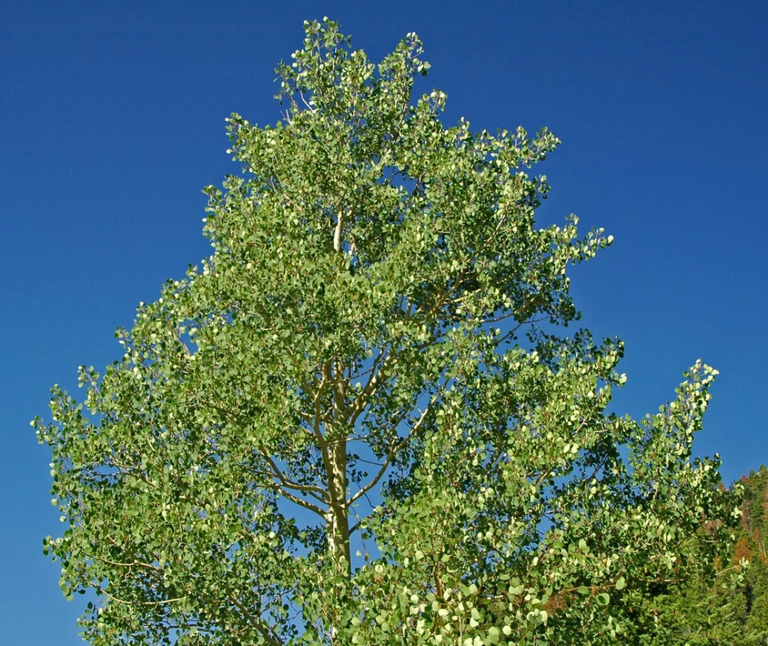 Form