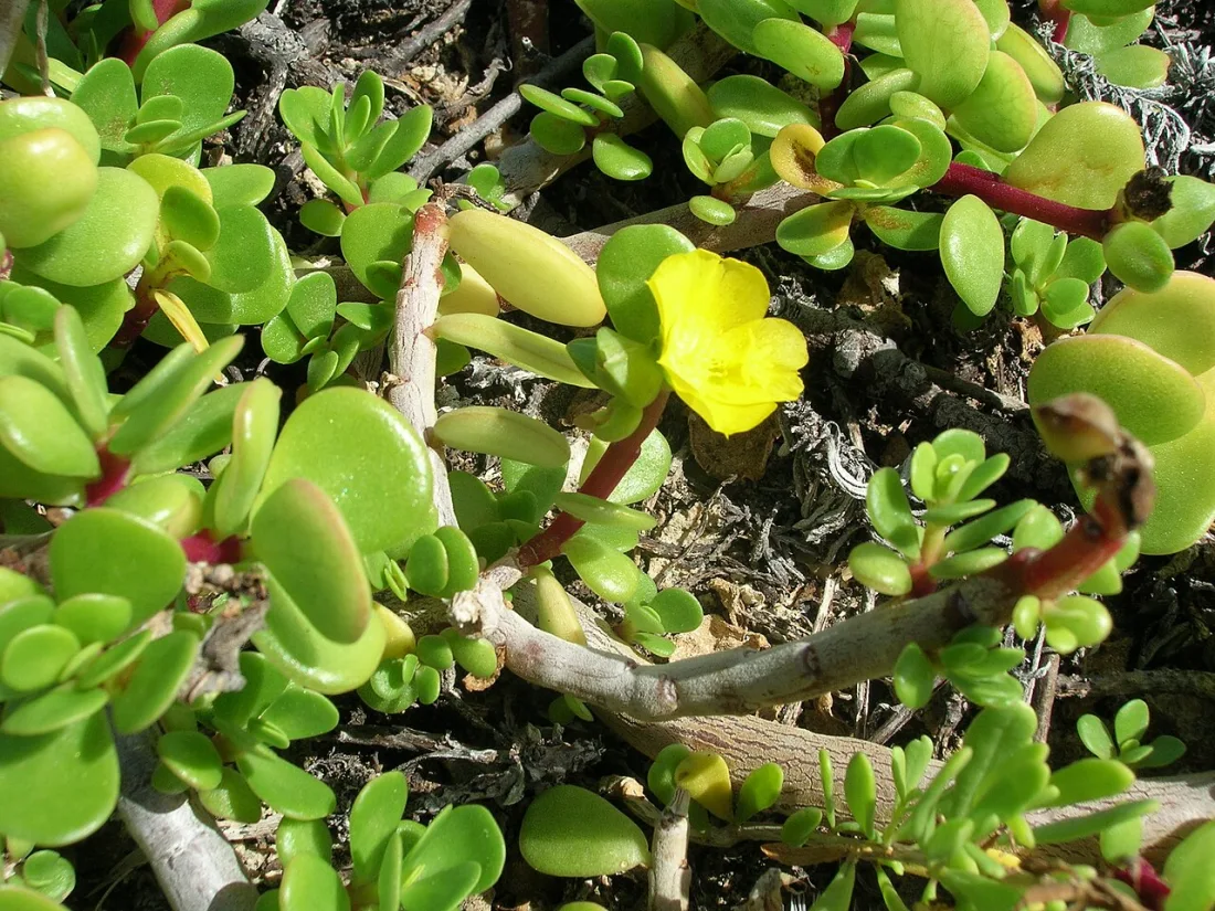 ʻIhi (Portulaca lutea)