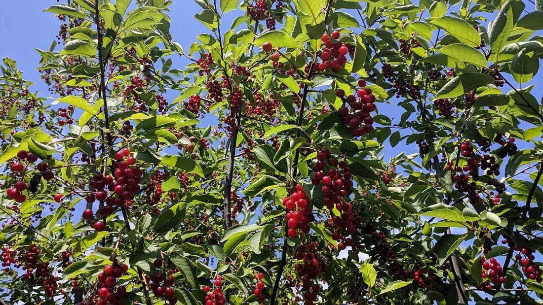 Chokecherry (Prunus virginiana)