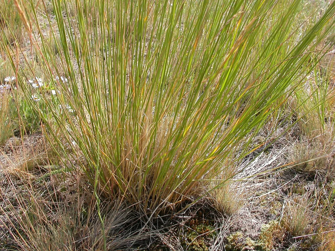 Bluebunch wheatgrass (Pseudoroegneria spicata)