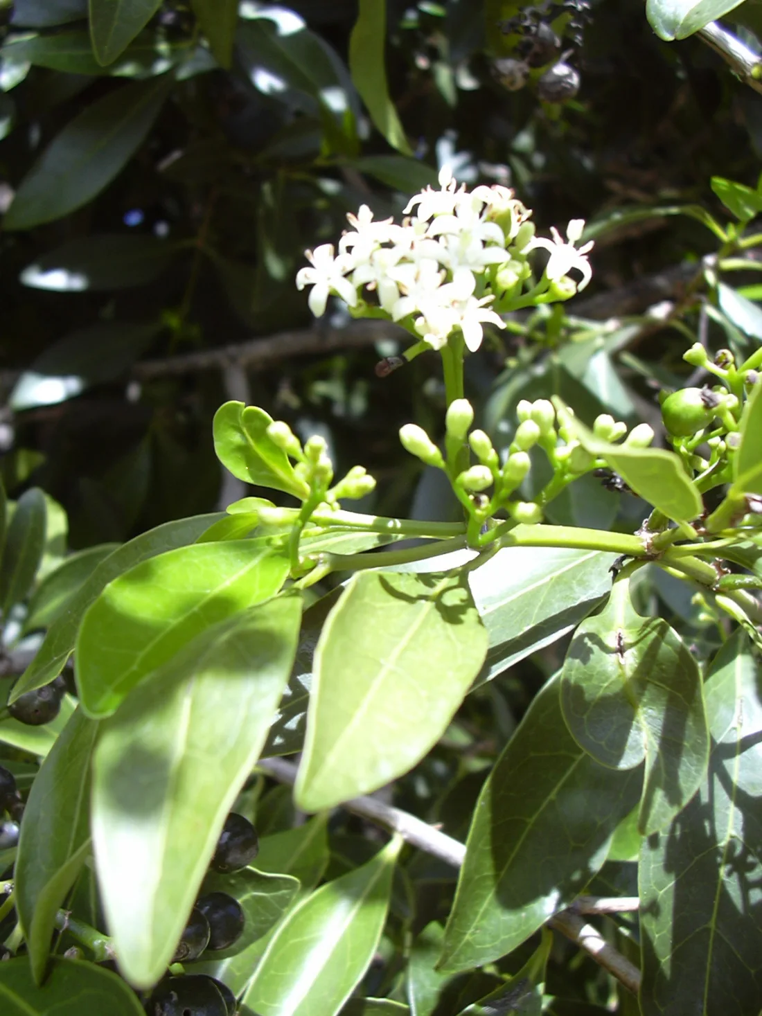 Alaheʻe (Psydrax odorata)