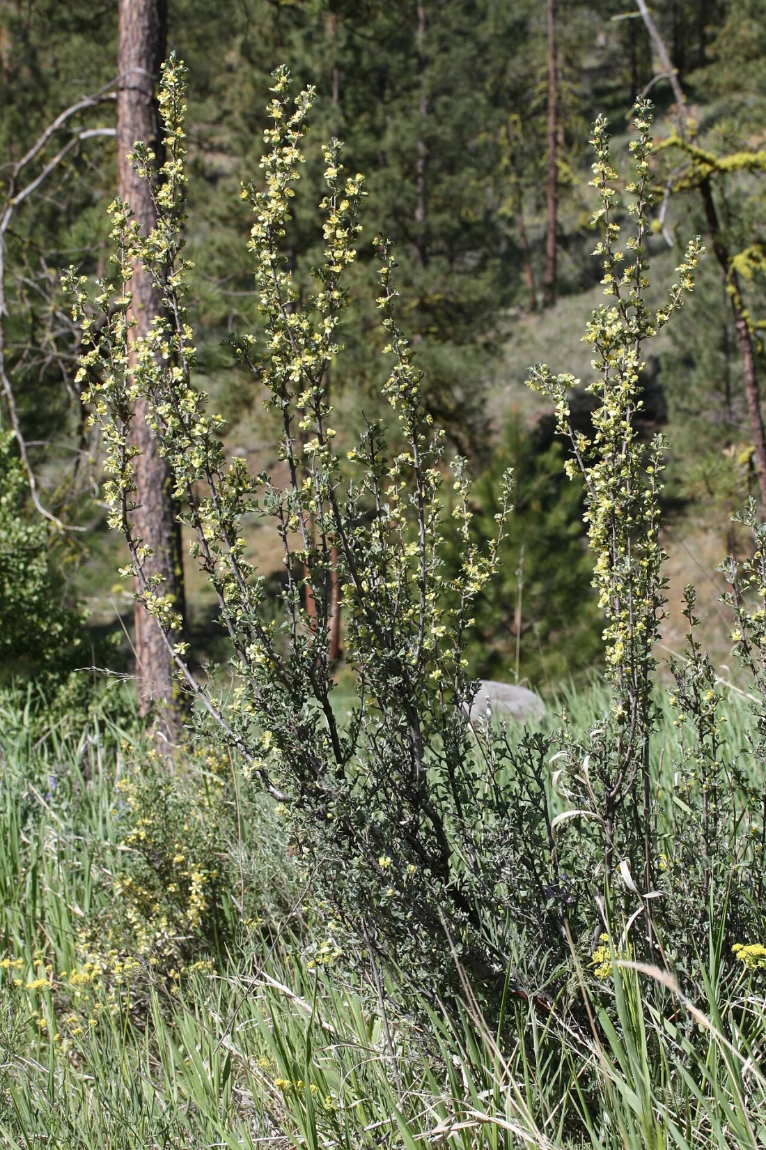 Antelope bitterbrush (Purshia tridentata)