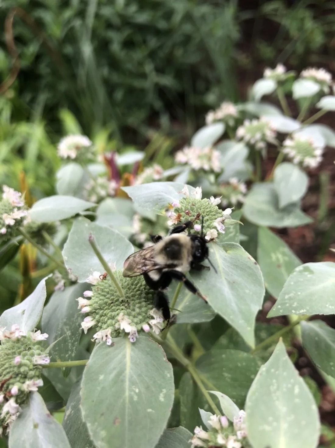 Pycnanthemum muticum