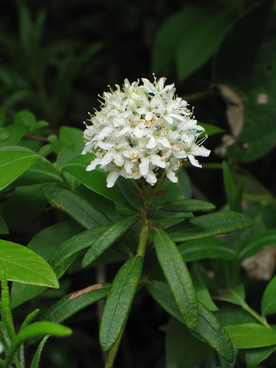 Labrador tea (Rhododendron groenlandicum)