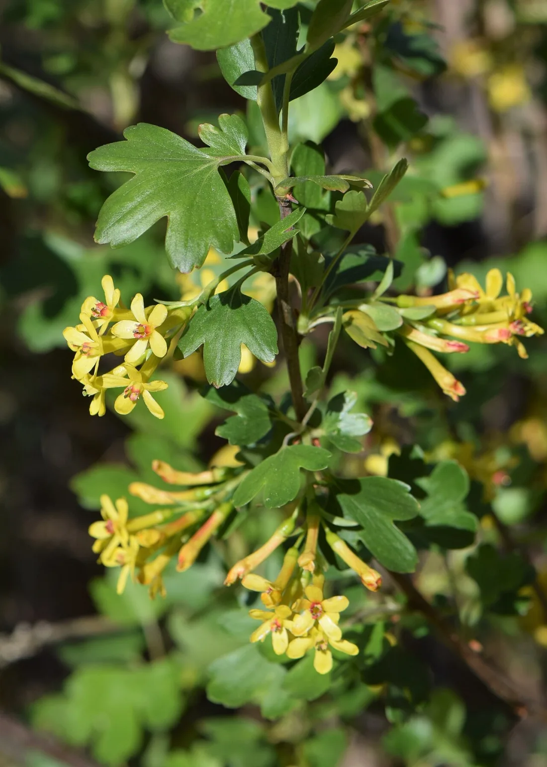 Golden currant (Ribes aureum)