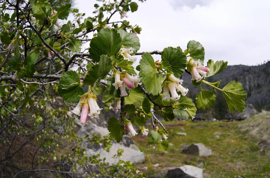 Wax currant (Ribes cereum)