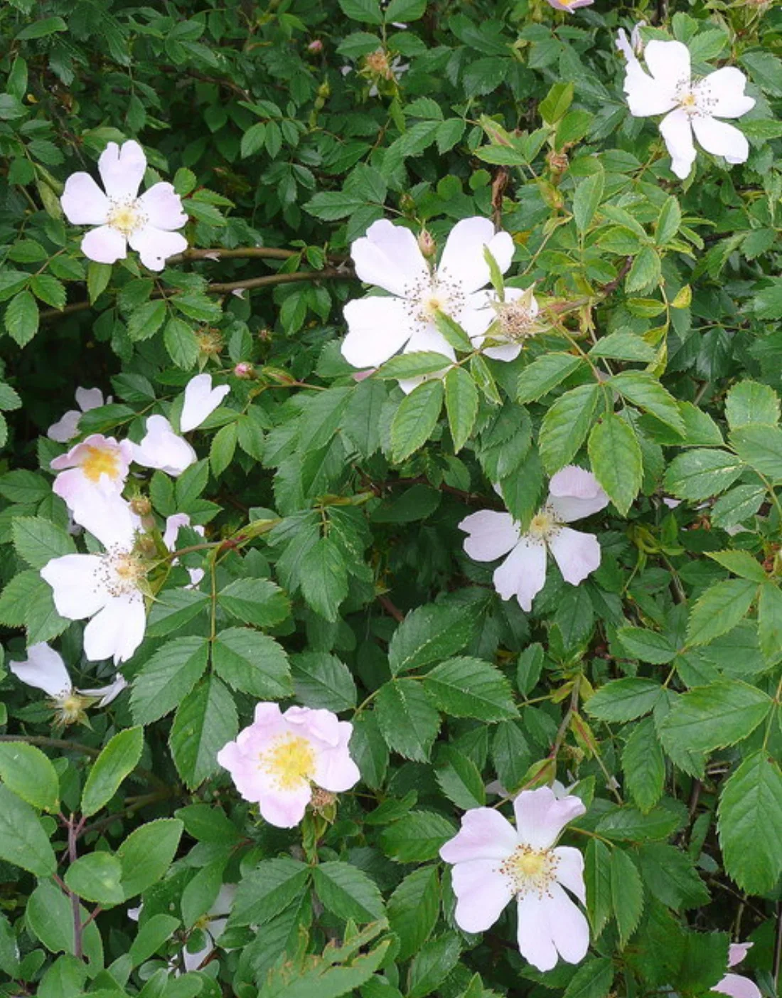 Prickly rose (Rosa acicularis)