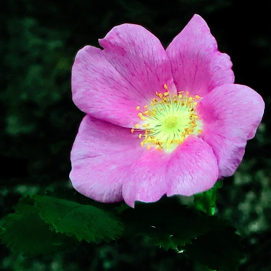 Nootka rose (Rosa nutkana)
