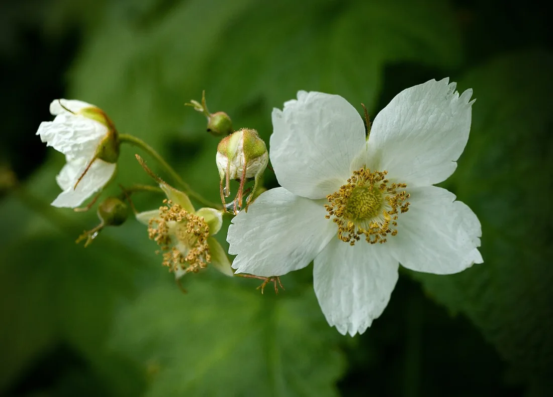 Thimbleberry (Rubus parviflorus)