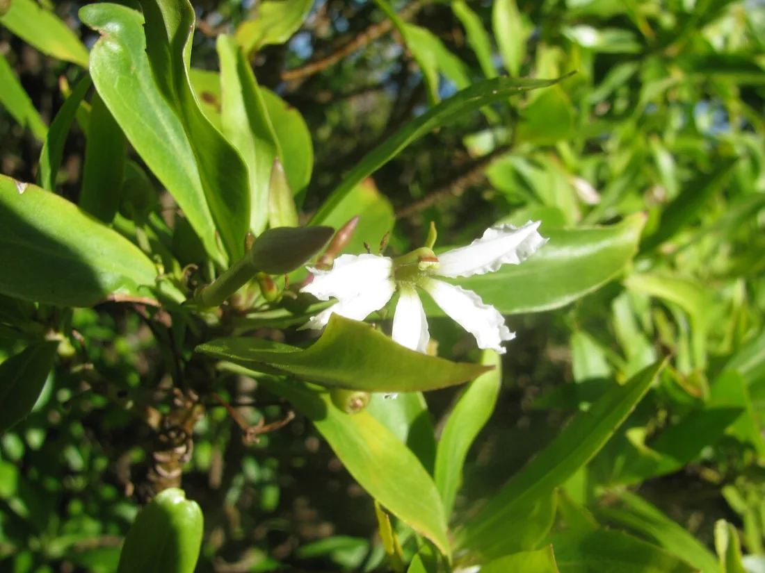 Naupaka kuahiwi (Scaevola chamissoniana)